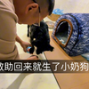 ：狗肉车救助回来就生了小奶狗