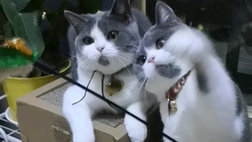 小猫咪叫声 播放 95ec9504b42223be77b4787c1cc030df53543e15.jpg@280w_158h_1c_100q.jpg