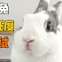 《兔兔信任度测试》估计是全网最惨版本!