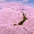 这里有世界上最大的樱花基地，胜过台湾，不输日本，甚至还被外国媒体称为蓝色星球最美的樱花园之一。樱花之海——贵州省贵安新区
