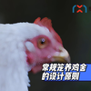 常规笼养鸡舍的设计原则