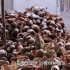 泰国打工猴子，一天摘1600个椰子，是残忍还是被冤枉？