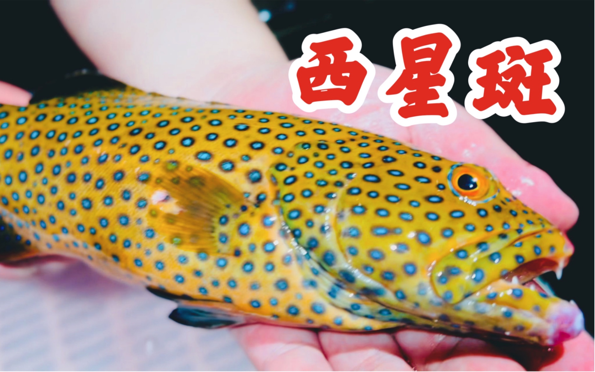 条斑星鲽-辽宁省水生经济动植物-图片