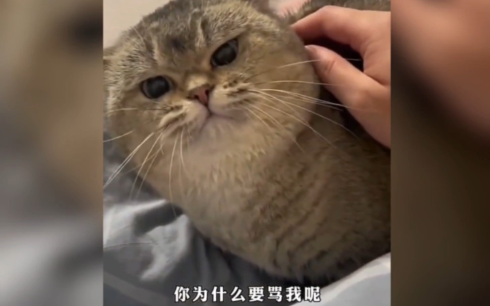 谁给这猫咪配的音，我们看一百遍