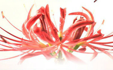 【日剧】警视厅搜查7课 10【三角字幕组】完结