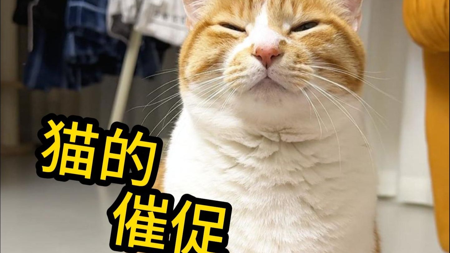猫：办事效率低下！