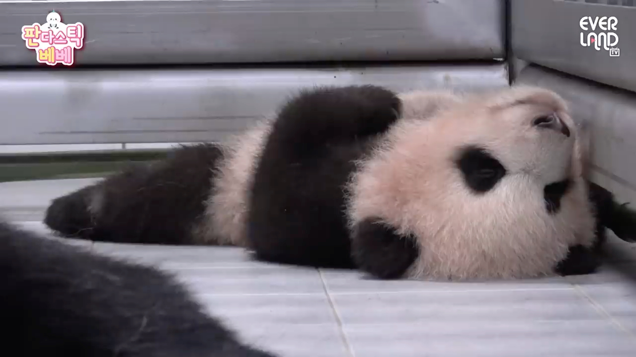 20201208Ｉ福宝的幼儿时期·四仰八叉的睡觉姿势·太可爱啦！｜#大熊猫爱宝#大熊猫福宝