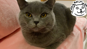 可以咬猫的脸吗 969b040051acb29c01182e86475672ae982d50c8.jpg@280w_158h_1c_100q.jpg