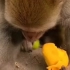 永远不知道你玩斗地主时对面是人还是吃着芒果的猴子