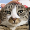 小猫我需要你信任我