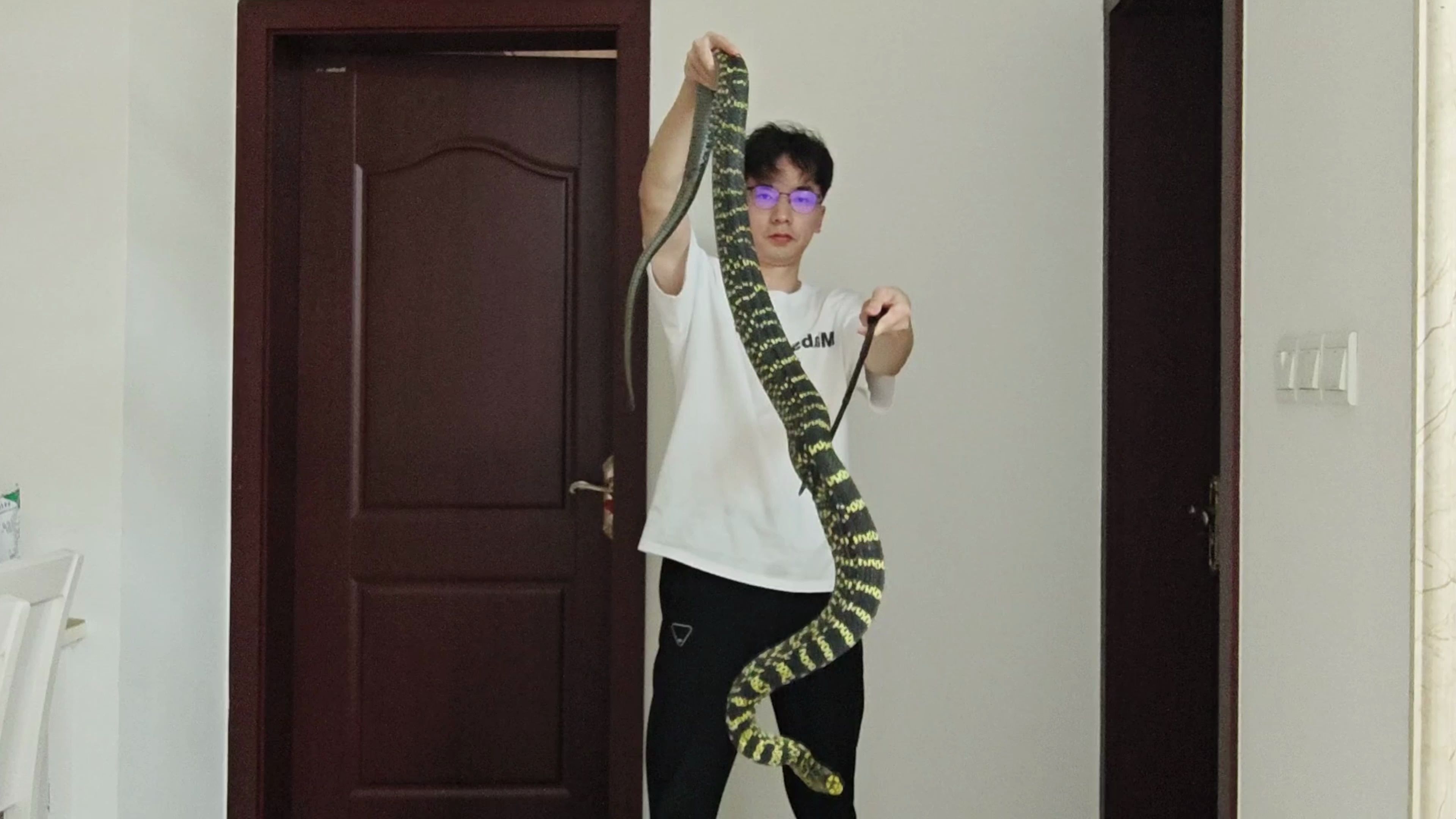 1.9米4.8斤的王锦蛇有多大？展示一下！