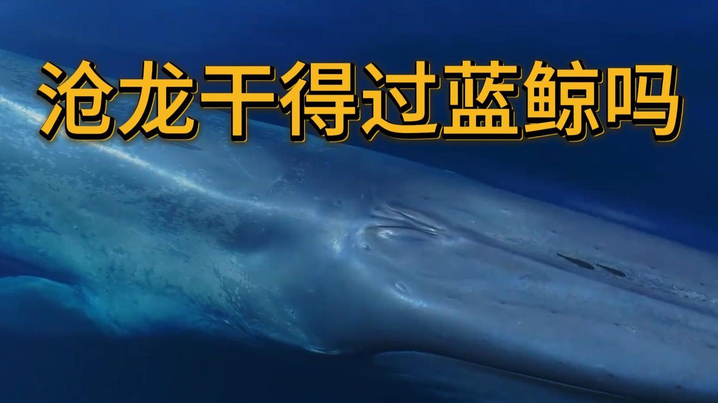 一对一沧龙打得赢蓝鲸吗？