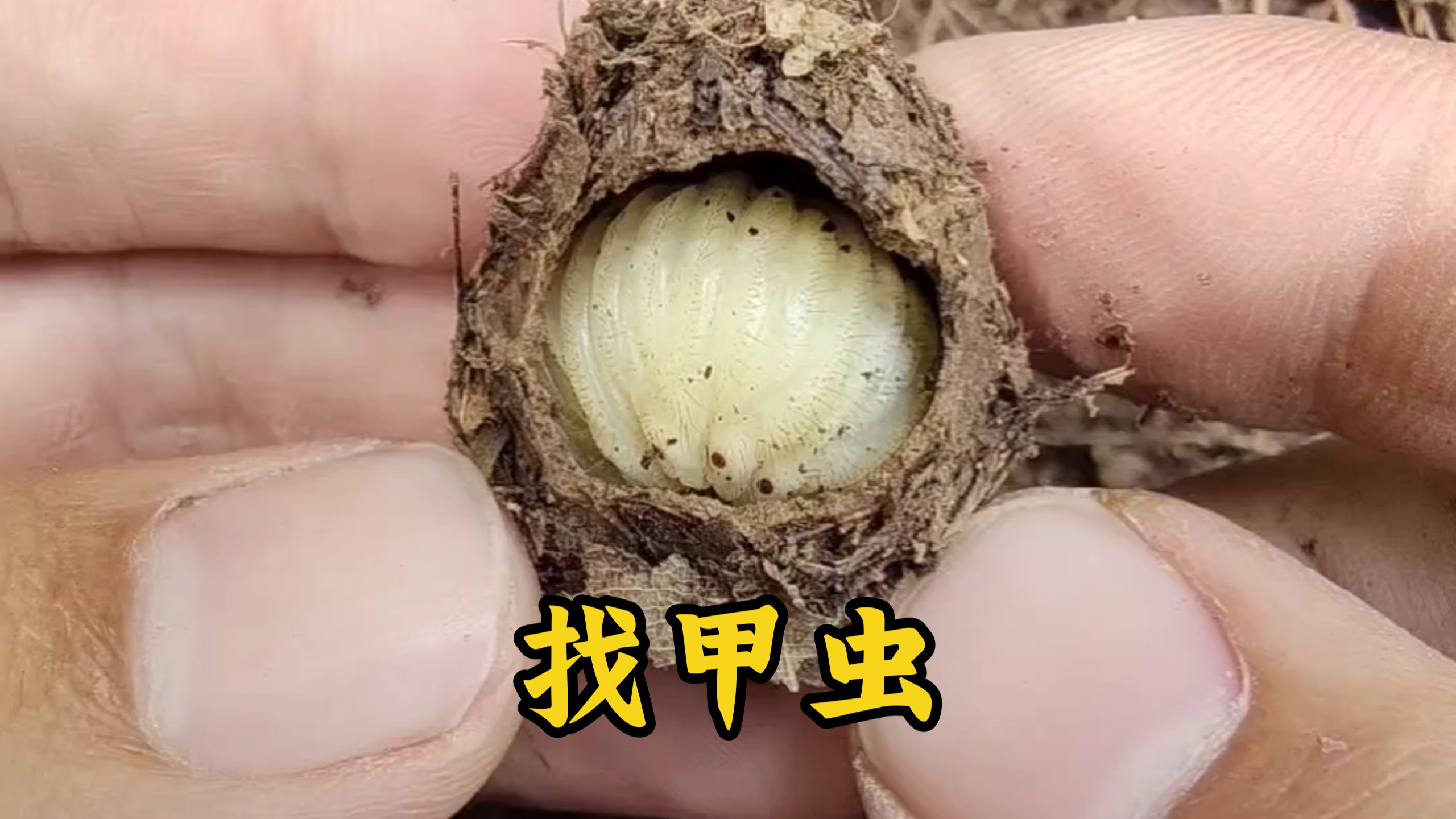 在野外最容易找到的甲虫之一