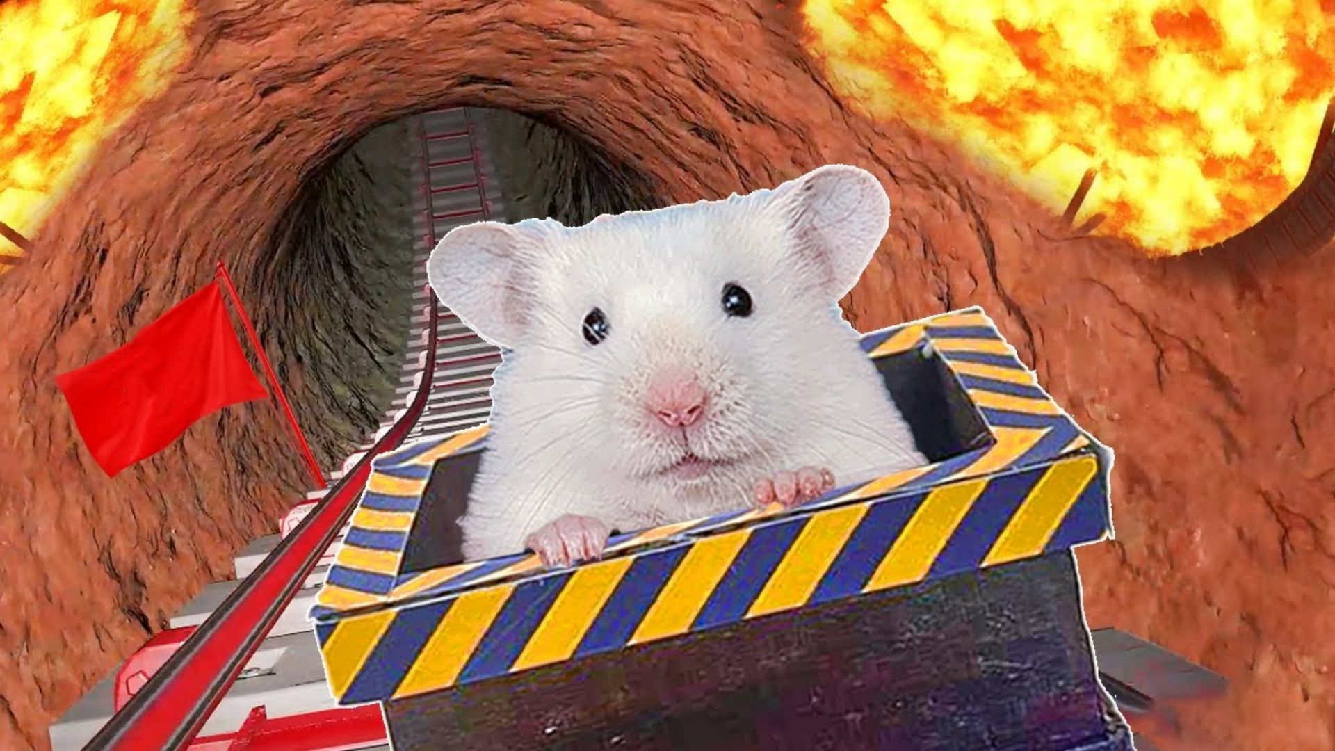 小仓鼠历险记：这只小鼠竟然会坐过山车，你们有见过吗？