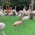 上海野生动物园 动物纯享版 vlog