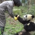 我的天呐！熊猫伸手向饲养员要笋子，太像人了！