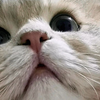 没见过这么可爱的小猫