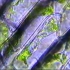 显微镜下的植物细胞质壁分离