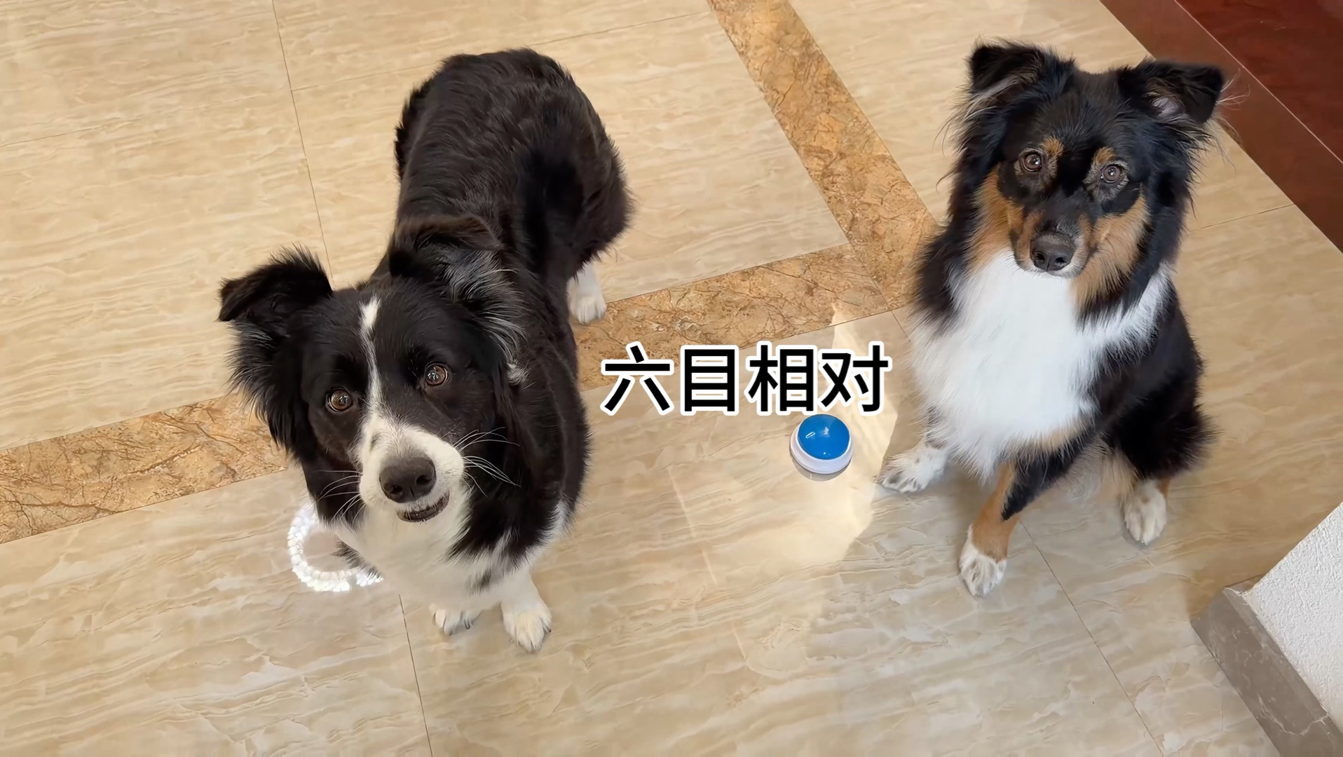 今天让小狗教小狗