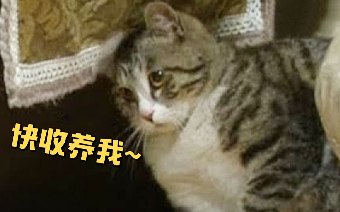 幸福的烦恼每天亲自上门求收留的流浪猫