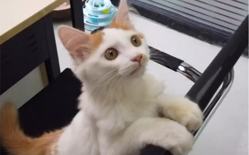 战术后仰：什么是广东猫啊？