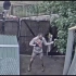 [摄像头记录] 墨尔本动物园大叔员工每天即兴的舞蹈