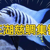 三湖慈鲷热带鱼观赏鱼三间马鲷慈鲷鱼集锦
