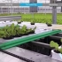 【设施园艺】全自动蔬菜水培系统