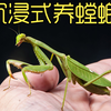 养两只孵化出的小螳螂，在菜园子里抓虫子喂它们吃，太好玩太有趣了