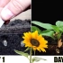 4K超清；向日葵的生长过程  延时摄影