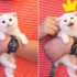 【日常撸猫】70天小奶猫给你爱的喵喵！激萌猫片嗷！