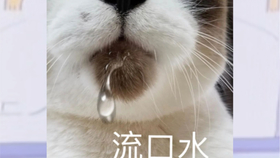 什么猫面成语_成语故事简笔画(2)
