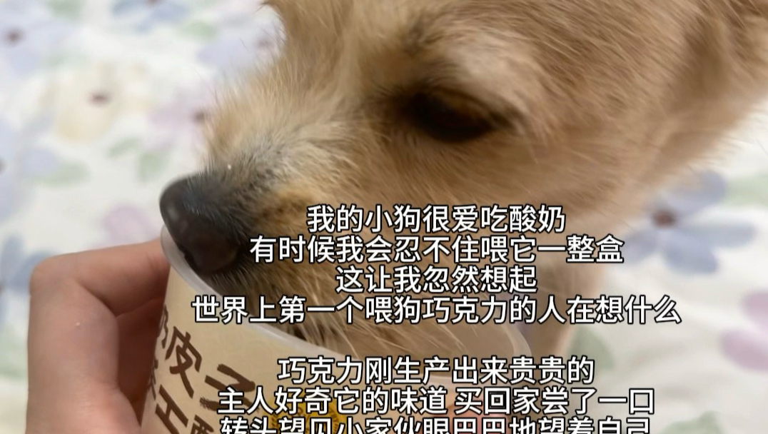 世界上第一个喂狗巧克力的人在想什么