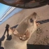 严重勒伤的大海狮拼命反抗救援【纳米比亚海洋保护队】