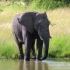 空镜头视频 大象动物栖息 素材分享