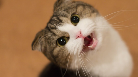 97ae9c4a7b8978e3f7c10e9734f76039512557df.png@480w_270h_1c