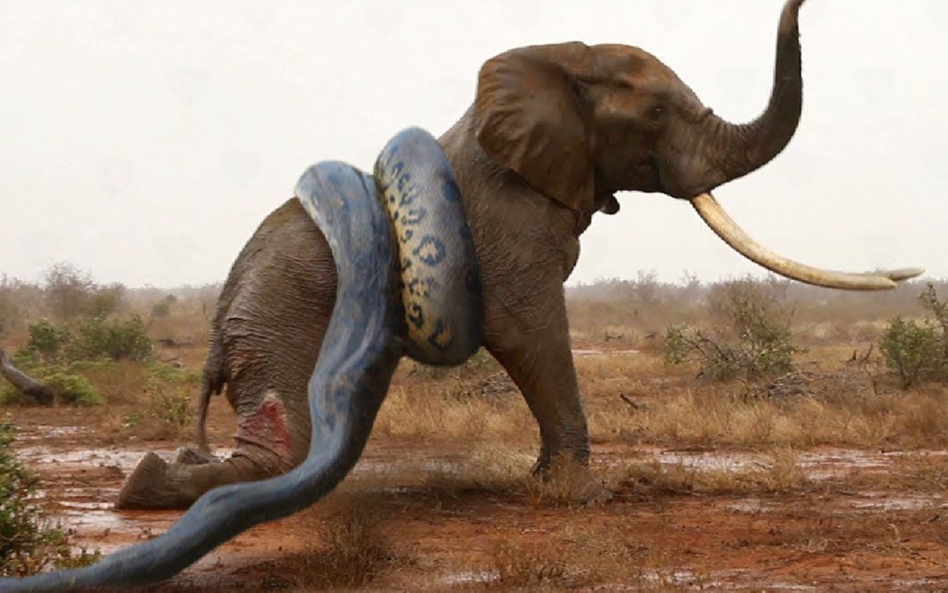大象与太强大的巨蟒战斗惨败，今天的动物攻击会发生什么？