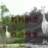 肯尼亚白色长颈鹿母子被猎杀，如今全球仅剩一只。