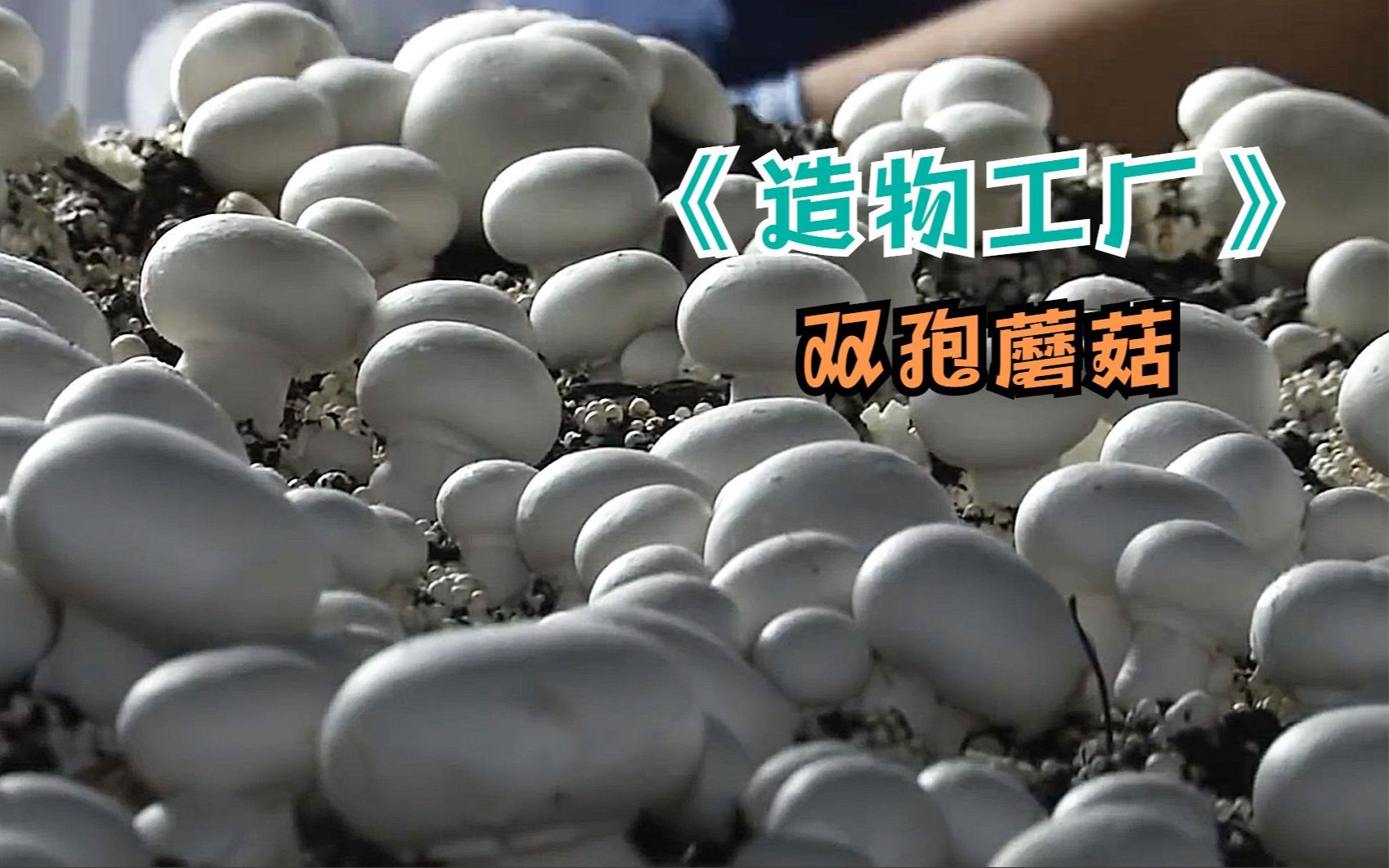 你知道双孢蘑菇工厂是如何种植的？