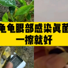 龟龟眼部真菌感染，用药膏一擦就好