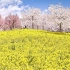 BMPCC6K 赤城南面千本桜 - Akagi Thousand Cherry Blossoms