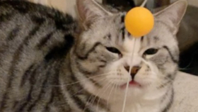 9804b4143be158221b3223ac231fe87ada0b5f0d.jpg@280w_158h_1c_100q.jpg