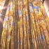 空镜头视频素材 树林秋季秋天白桦林阳光 素材分享