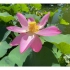 北京千年古莲再次开花，栽植于国家植物园古莲池