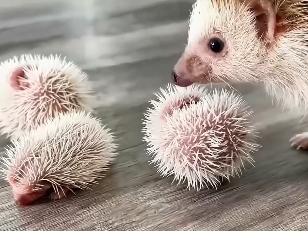刺猬生孩子到底疼吗？