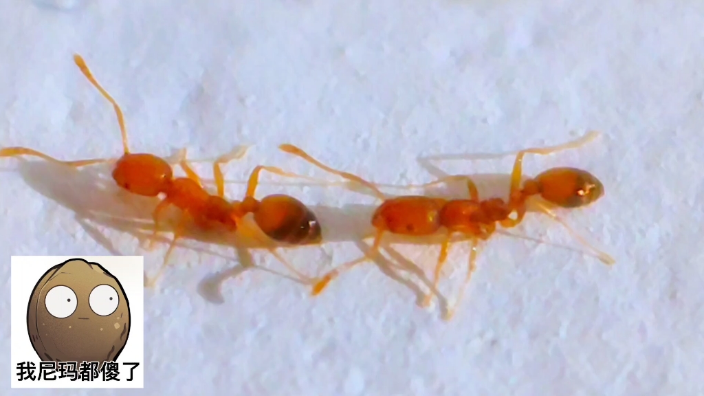 P60pro拍摄的两只小蚂蚁