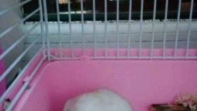 9829aa5a5a21b9f2b6f5295d939f231619d5170c.jpg@280w_158h_1c_100q.jpg