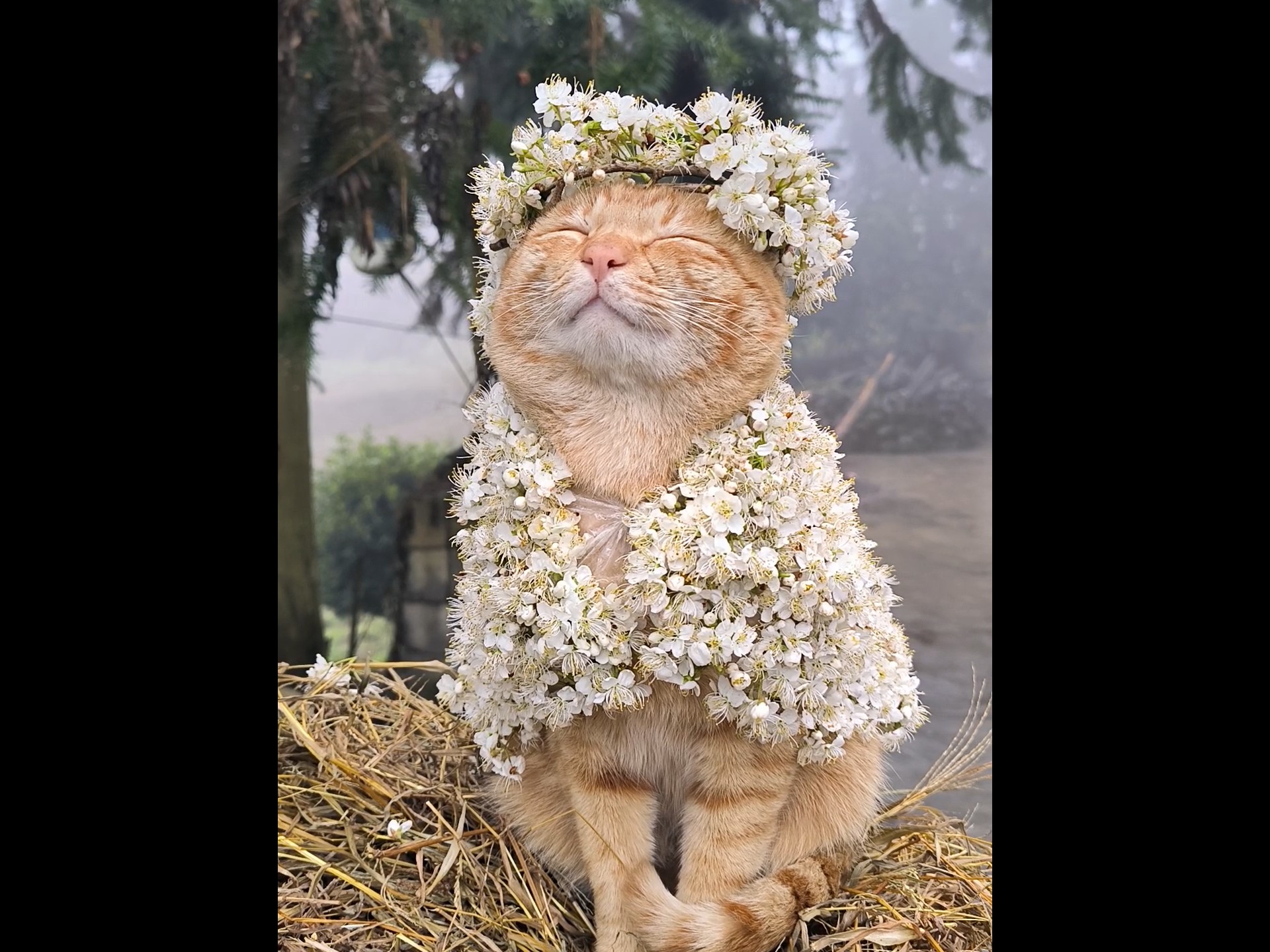 漂亮的猫咪，高傲地仰起头