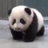 熊猫宝宝偷偷从床上爬出来乱跑，但妈妈一出现让人笑翻