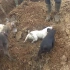 【鼠灾王国】英国康沃尔郡的老鼠遍地肥，狗儿们抓的不亦乐乎